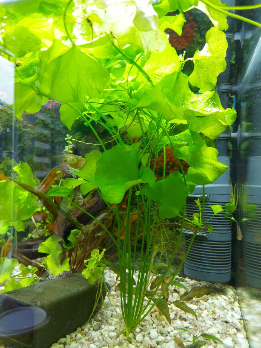 Lotos zielony do akwarium