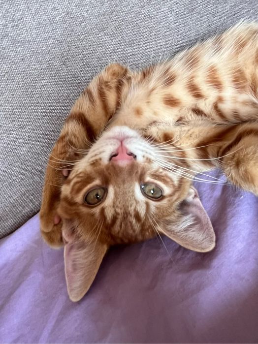 Бесплатно кота рыжего даром отдам