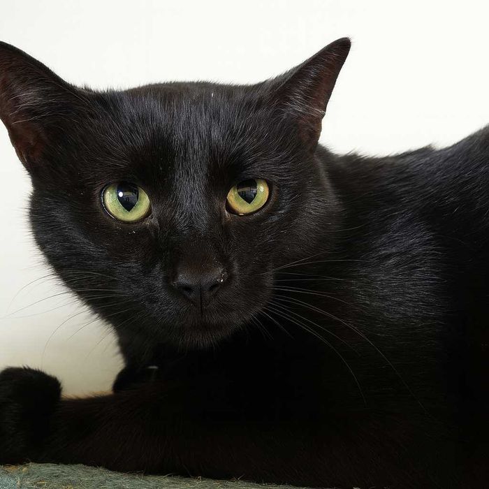 Poznań i okolice - kocurek Madalin szuka domu