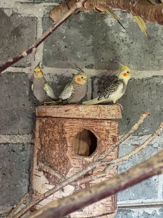 Sprzedam młode papugi nimfy