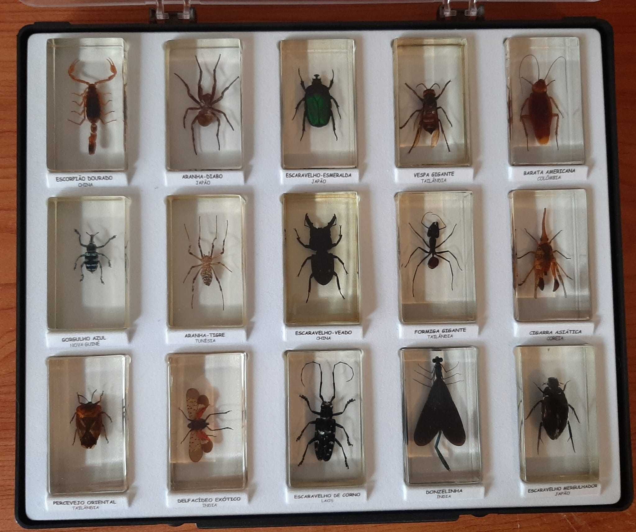 Coleção Bichos - National Geographic