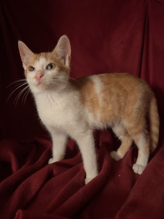 Piekny kocurek poleca sie do adopcji