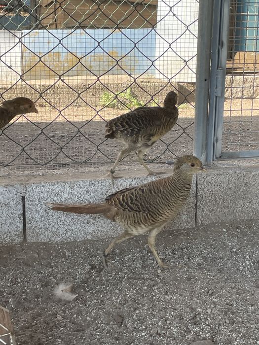 Casal faisao dourado f5000