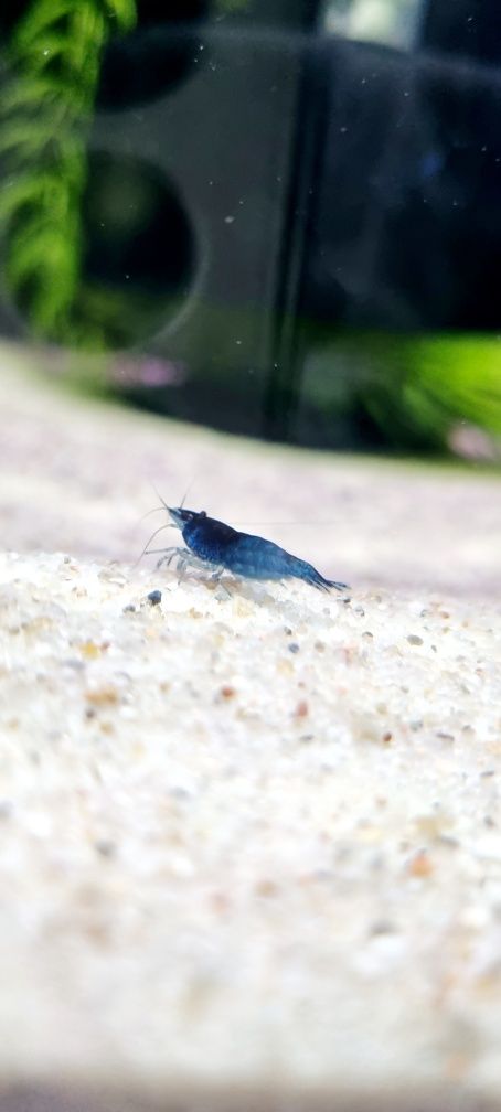 Krewetka neocaridina blue Velvet