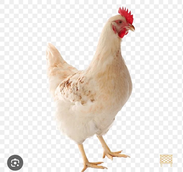 Кури несучки (Ломан Сенді)