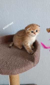 Золота шиншилла scottish fold