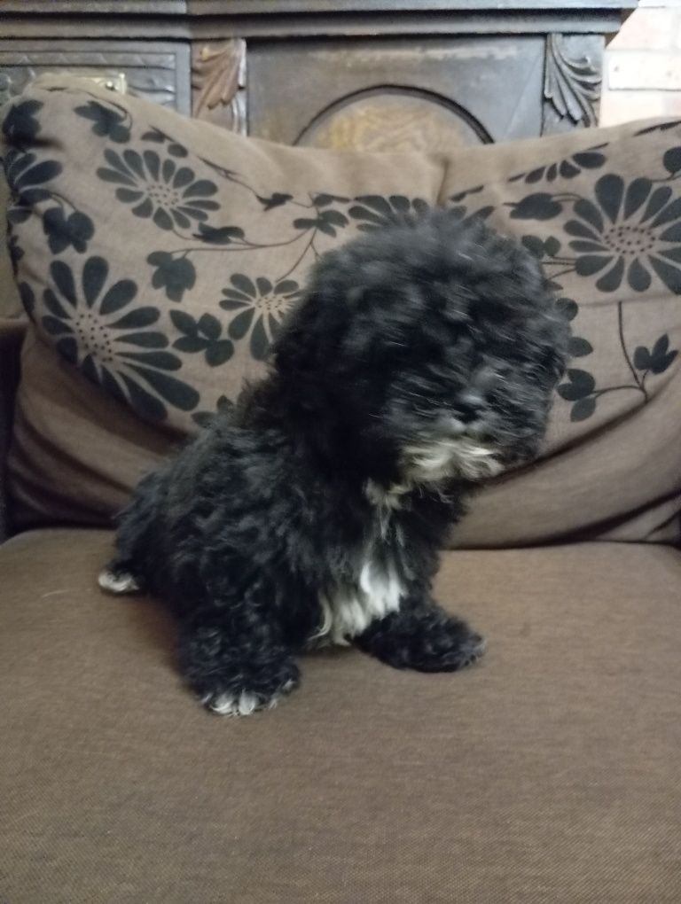 Gibson - Russkaya Tssvetnaya Bolonka - gotowy do odbioru