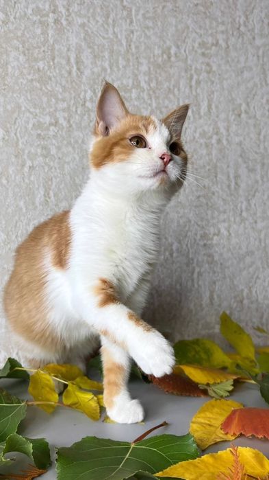 Отдам рыже-белого котенка, девочка, 3 месяца