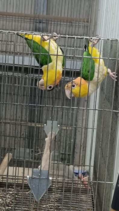 Marianinhas cabeça canela