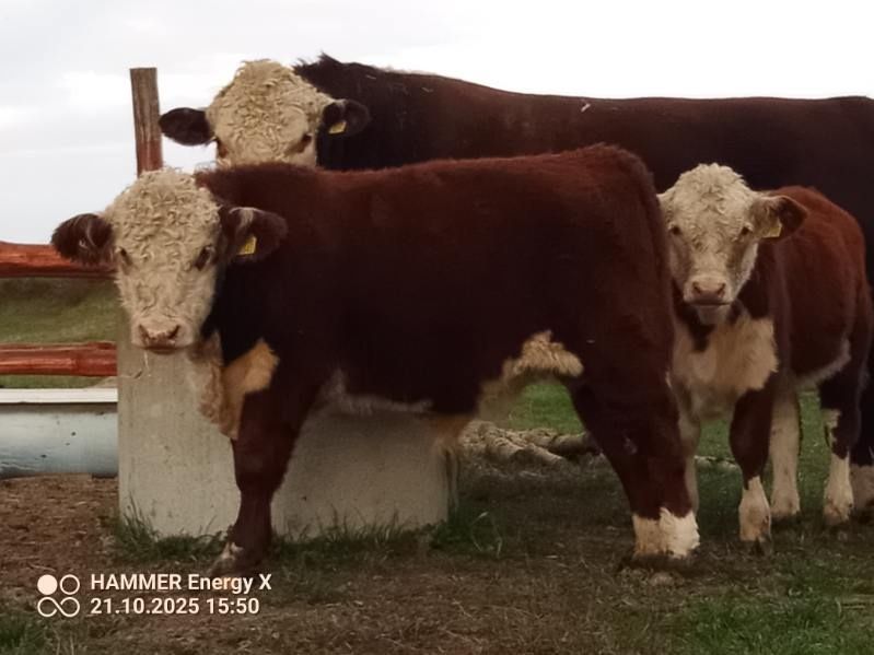 Sprzedam byka i jałówkę