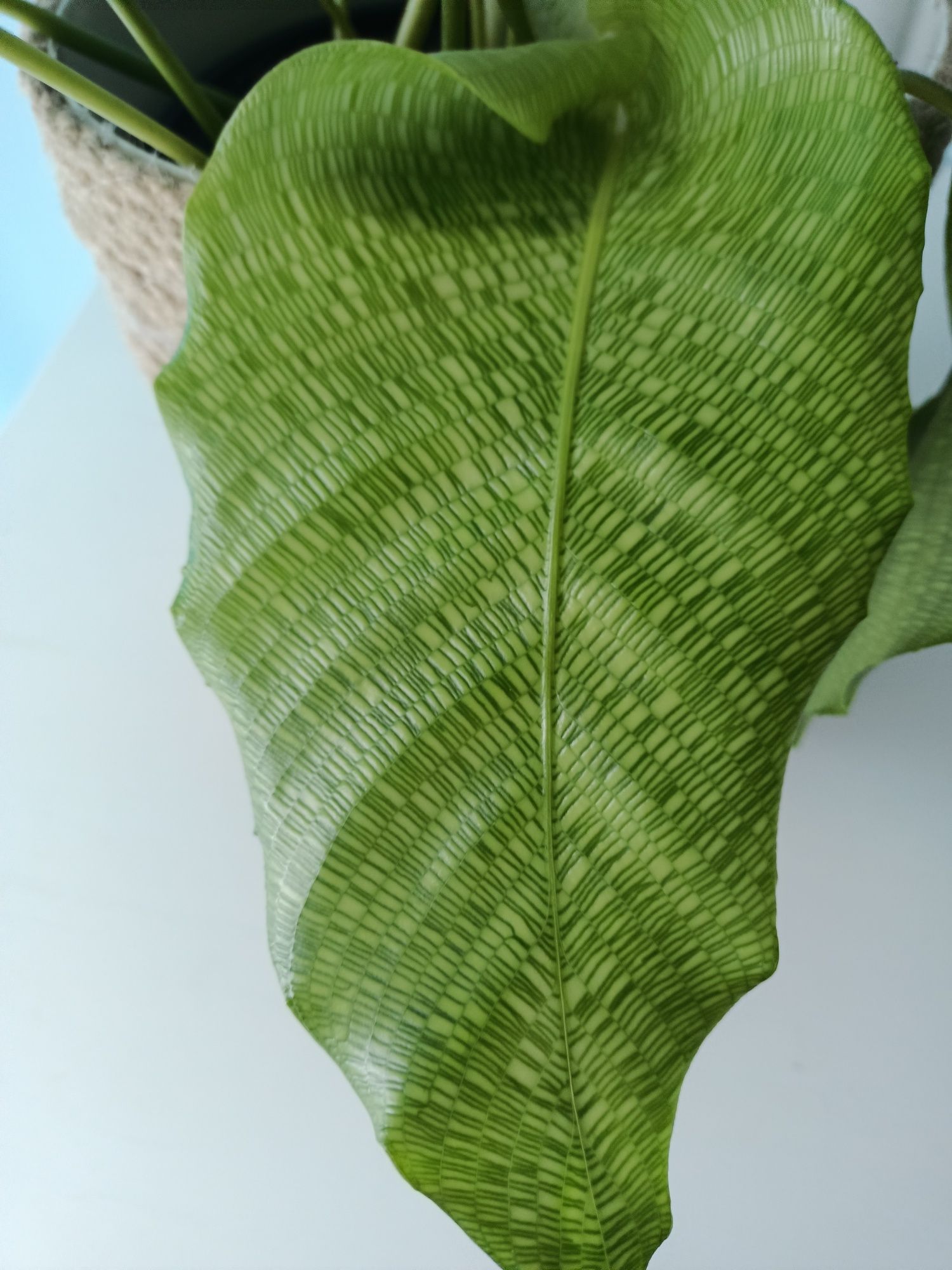 Calathea Musaica Network z domowych nadwyżek kwiaty doniczkowe