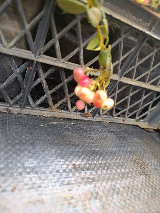 Брусниця садова ін-вітро