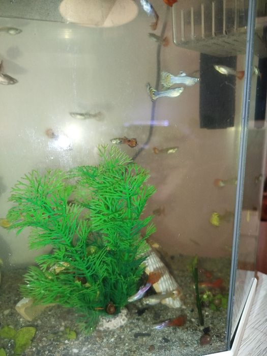 Vários guppys para venda criaçao própria