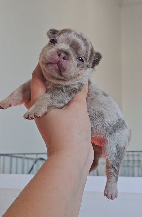 Bulldog Francês lilac merle tan fêmea
