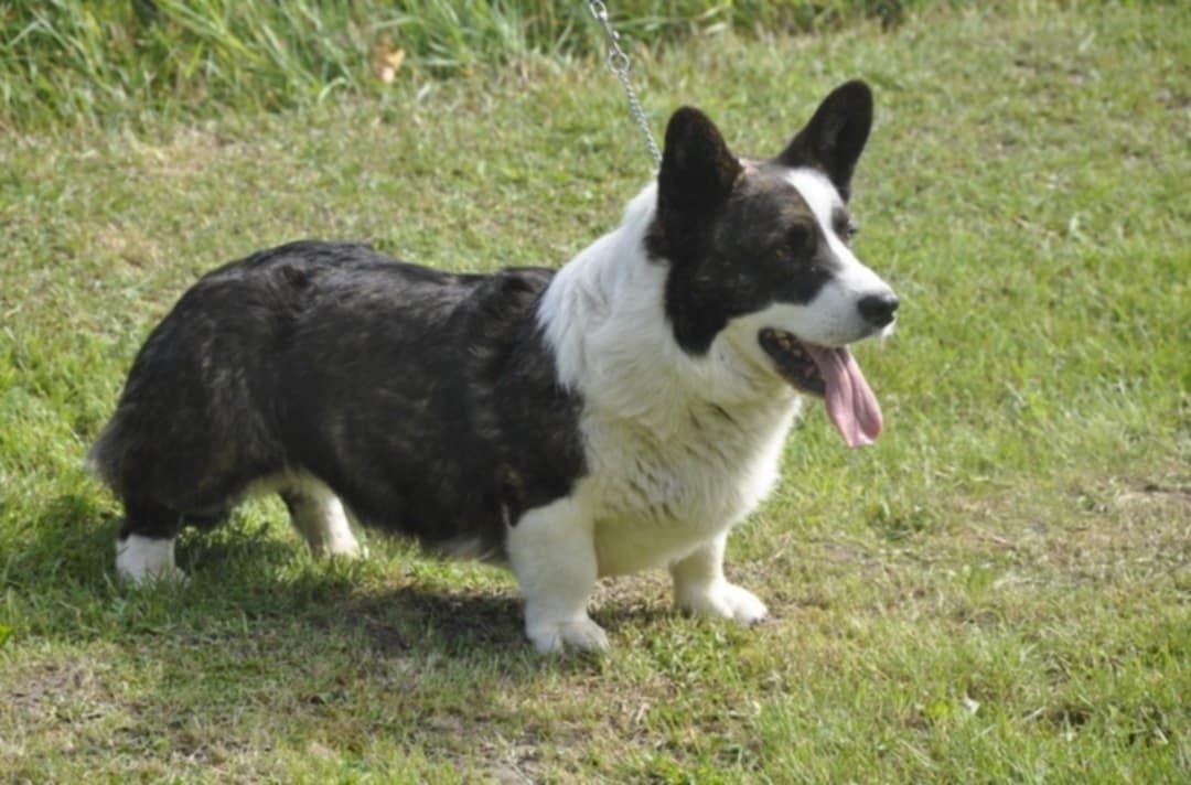 Welsh Corgi Cardigan FCI