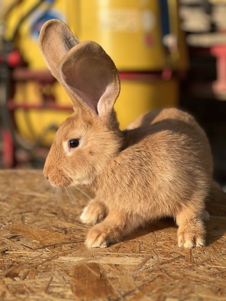 Olbrzym belgijski żółty samiec około 3,5 kg