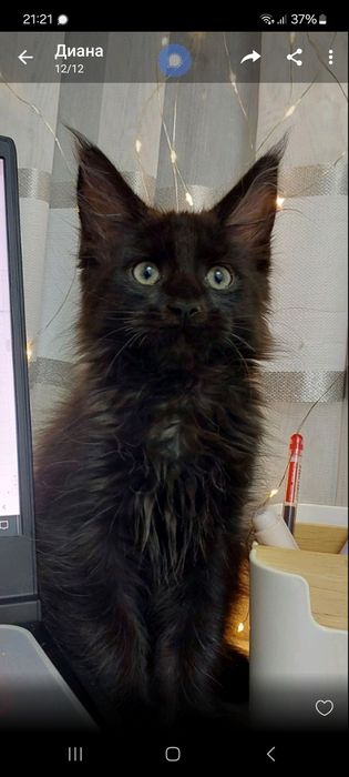 Котик мейн кун різного кольору