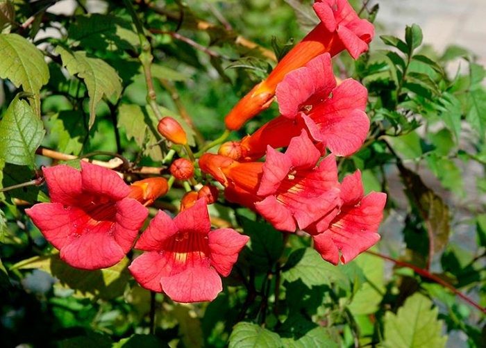 Кампсис, укорінені саджанці.