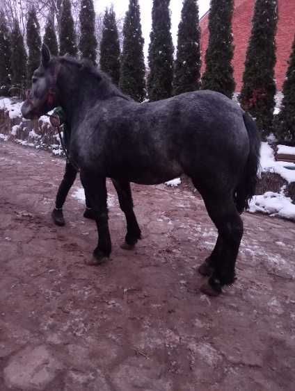 Witam sprzedam klacz