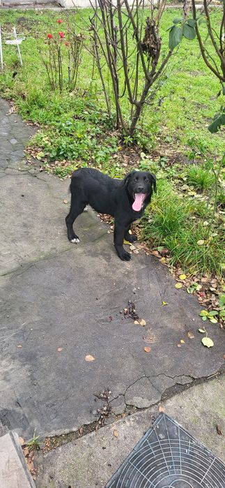 ШУКАЄ ДІМ! Помісь лабрадора, дуже добра і лагідна