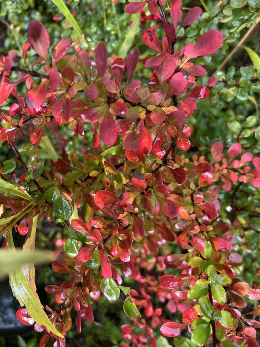 Berberys sadzonka krzew