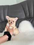 Chihuahua piesek dlugowlosy zkwp/fci