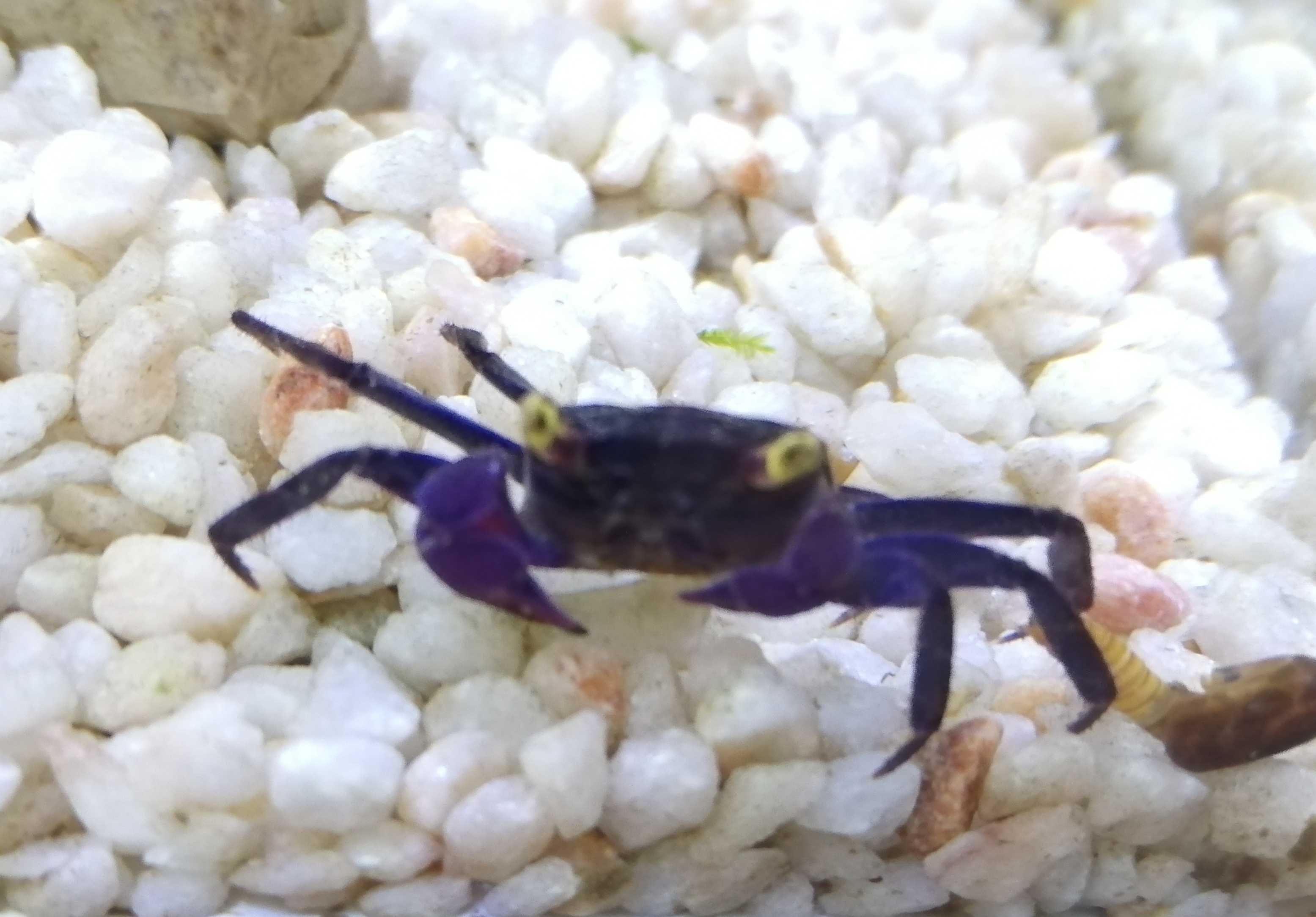 Aquario paludário terrario