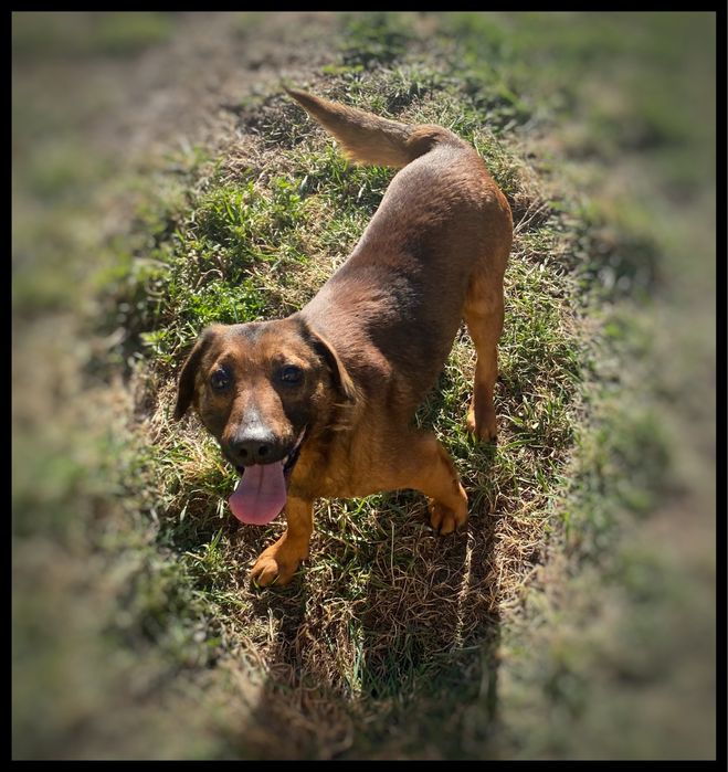 Pies w typie Posokowca Bawarskiego