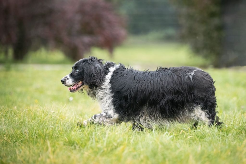 Adoptowany! Poleca pozostałe pieski do adopcji! Zwłaszcza kolegę Kubę!