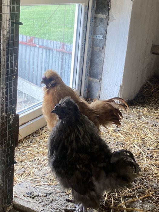 Koguty silki jedwabiste