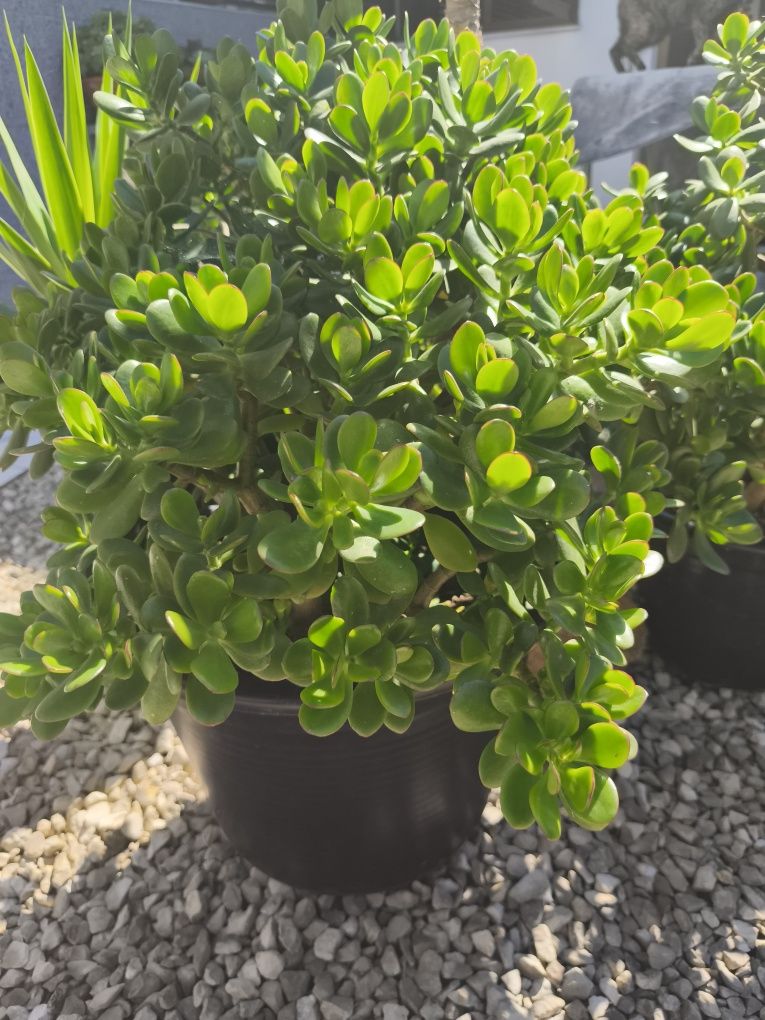 Vaso enorme de planta Jade (fortuna/amizade)