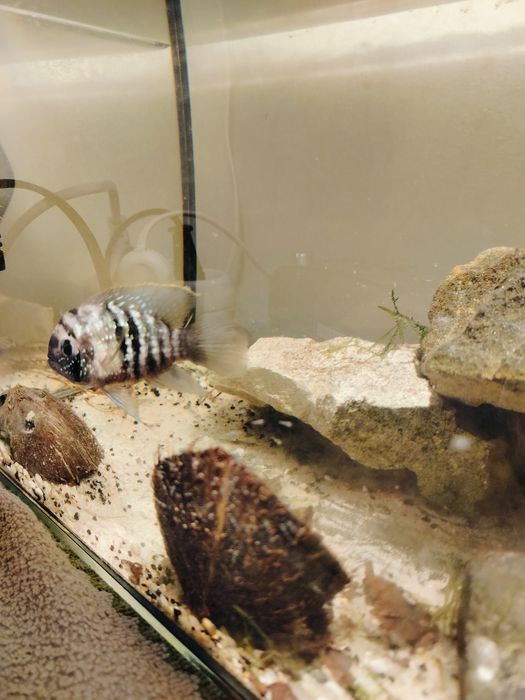 Akary błękitne parka.