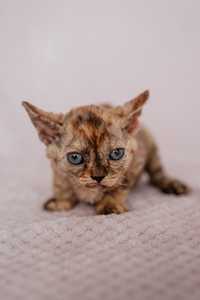 Devon rex szylkretowa kotka