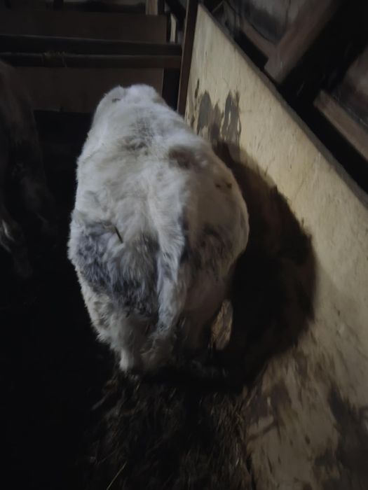 sprzedam byczka bb z sm