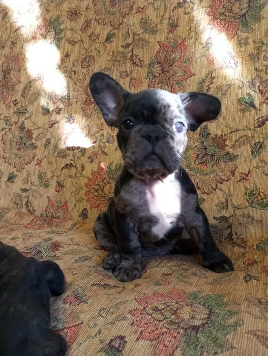 Французька принцеса