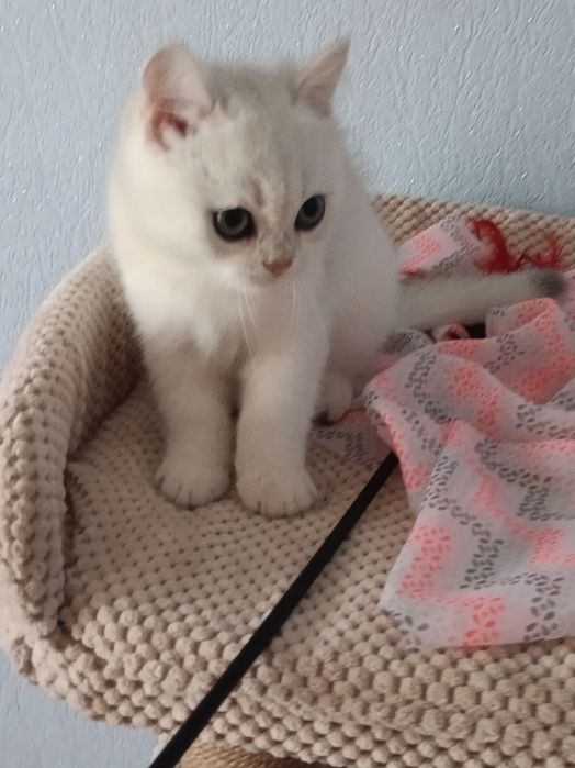 Мультяшний котик