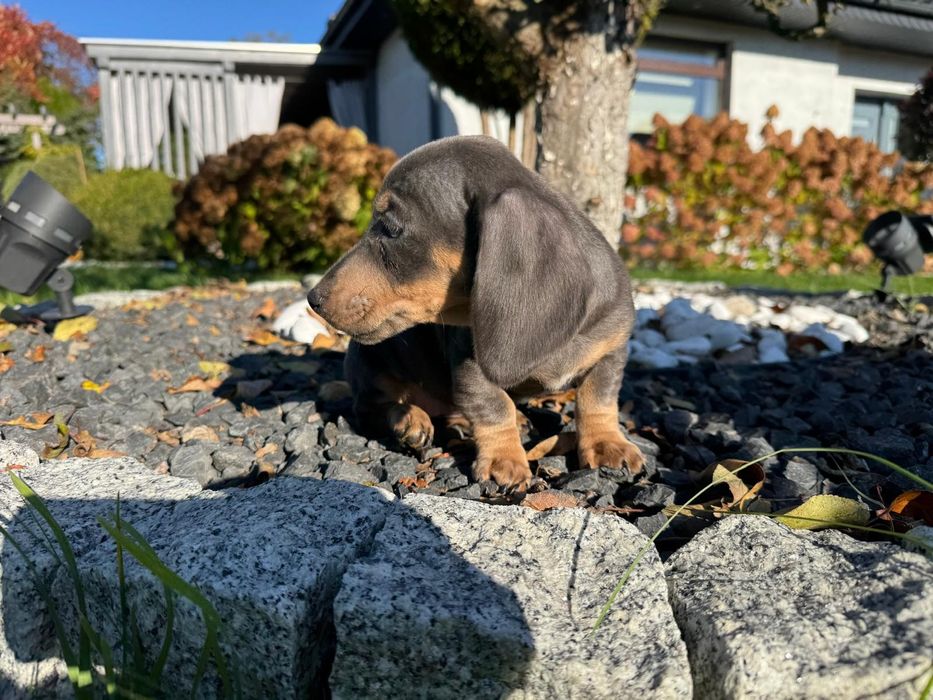 jamnik miniaturowy suczka blue