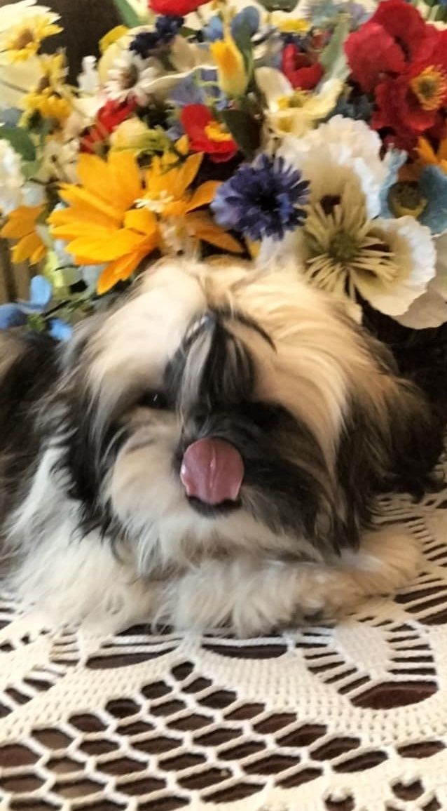 Piesek shih tzu z 3 szczepieniami .