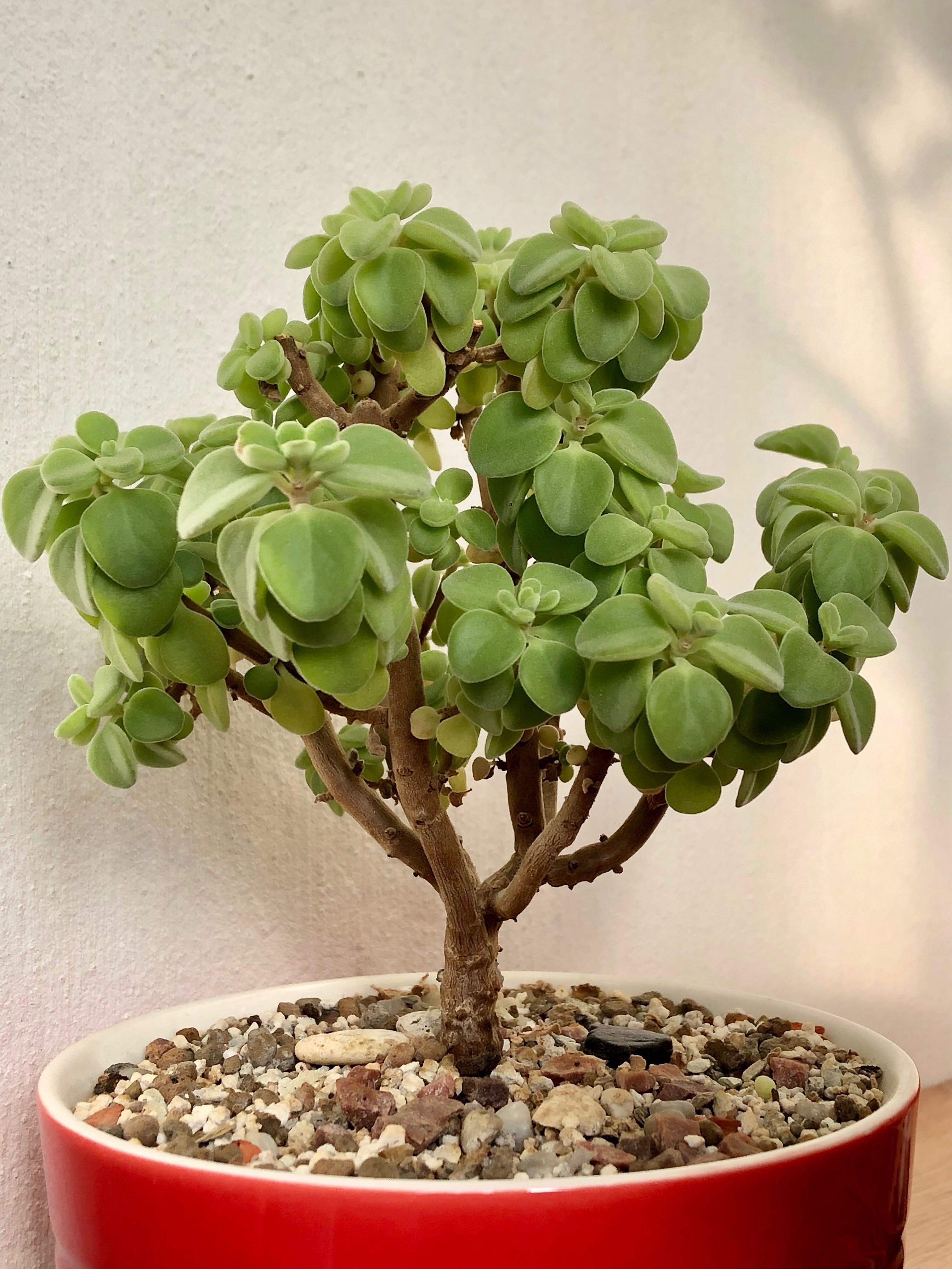 Сукулент Plectranthus socotranus