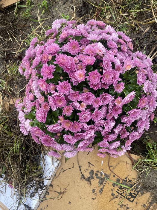 Chryzantemy zimujące w gruncie mix od 15 zł sadzonki