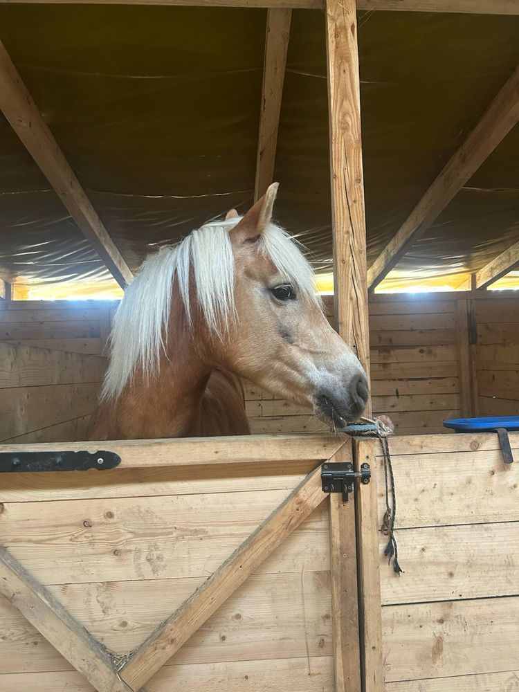 sprzedam haflingera
