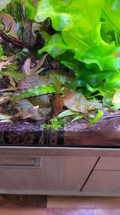 Witam sprzedam lotosy