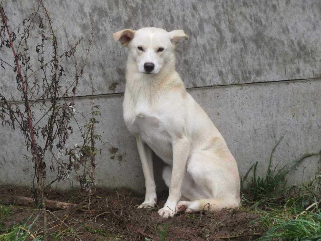 Młody, smutny piesek szuka domu !!