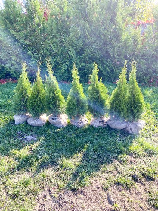 Piekna Tuja Szmaragd 90-100cm PRODUCENT | DOSTAWA | SADZENIE (110/120)