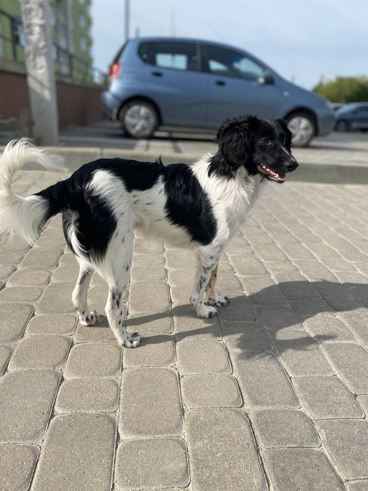 Песик Бублик в пошуках дому