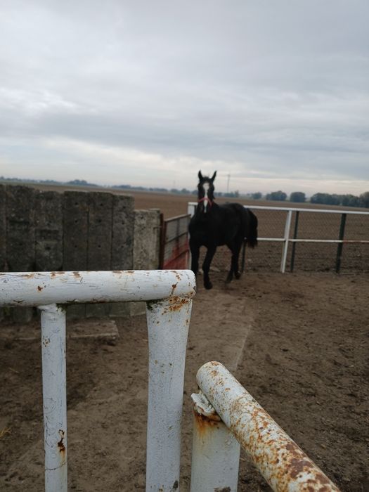 Sprzedam klaczkę bardzo pięknego