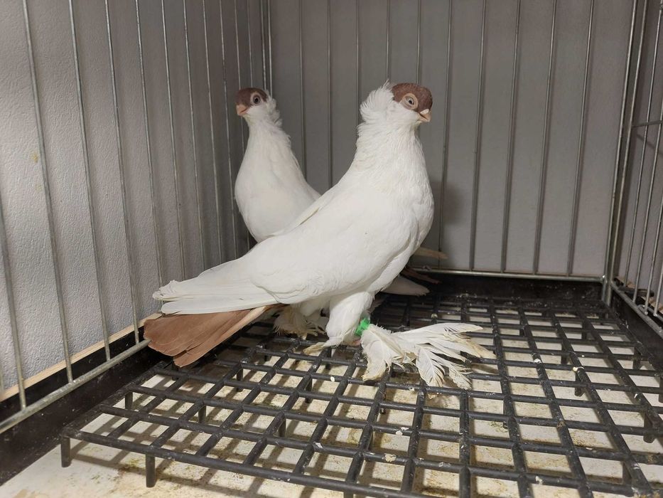 Krymki białostockie 25r para czerwonych