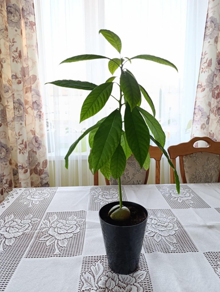 Sadzonka awokado