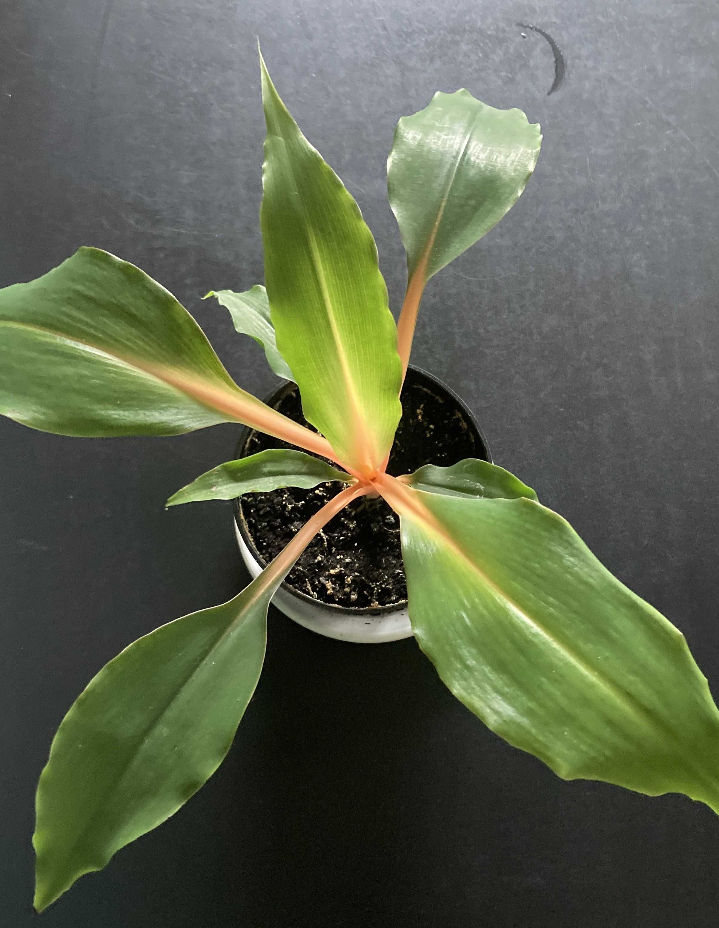 Zielistka Green Orange Chlorophytum roślina doniczkowa