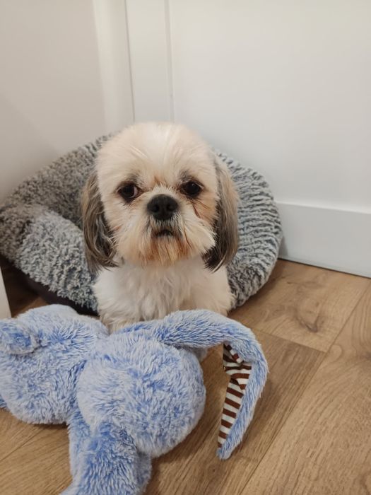 Dorosła suczka Shih tzu